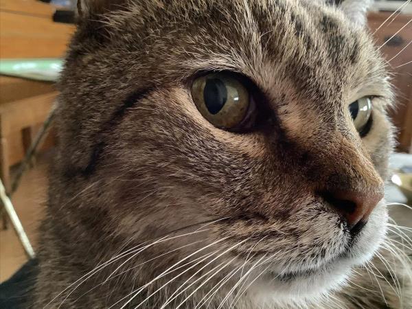 /Images/uploads/Cat Welfare Association/CatWelfare/entries/33904thumb.jpg